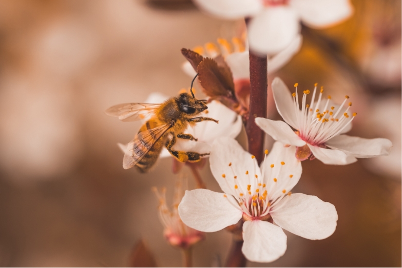 Bee pollinating flowers
