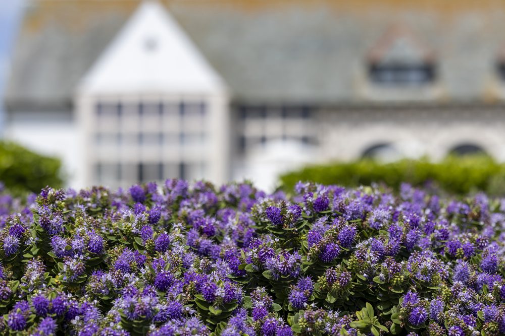 The Bill House Garden