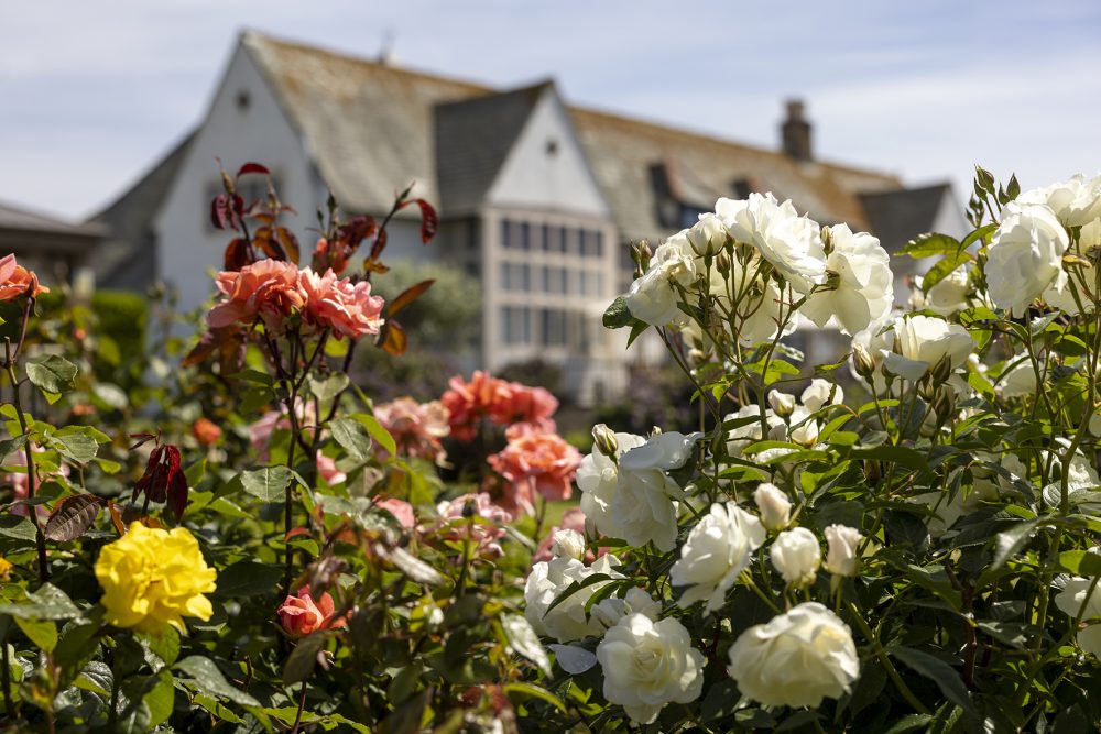 The Bill House Rose Garden